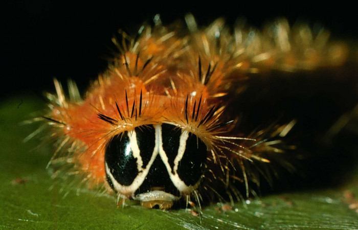 Figura 10. Larva de <i>Emesis</i> mandanaDHJ01
detalle de cabeza. (95-SRNP-8390-DHJ25573).