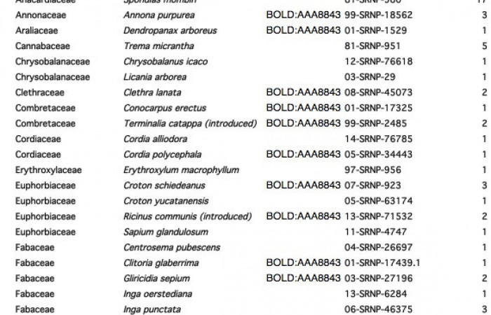 Figura.5. detalle de planta de la que se alimenta <i>Emesis mandana</i>