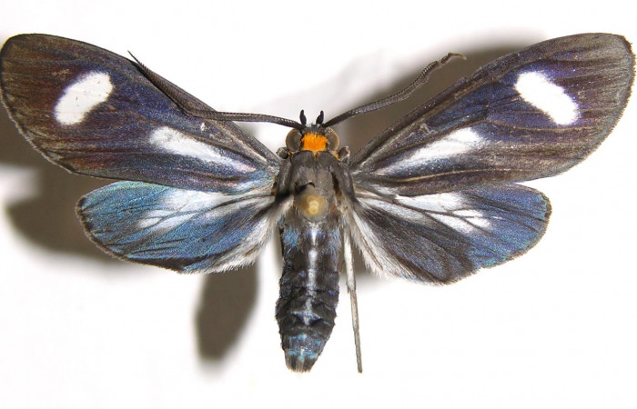 Figura 7. Adulto de <i>Napata flaviceps</i> (Erebidae), macho mostrando parte dorsal, localidad Camino Rio Francia, Sector Rincon Rain Forest ACG (410m). Voucher: 02-SRNP-21124-DHJ93558.jpg.