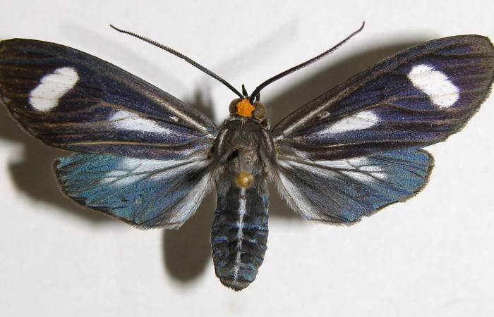 Figura 9. Adulto de <i>Napata  flaviceps</i> (Erebidae), hembra mostrando parte dorsal, localidad Sendero Rincon, Sector Rincon Rain Forest ACG (430m). Voucher: 02-SRNP-7142-DHJ93564.jpg.