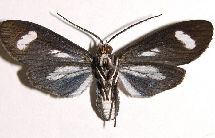 Figura 10. Adulto de <i>Napata flaviceps</i> (Erebidae), hembra mostrando parte ventral, localidad Sendero Rincon, Sector Rincon Rain Forest ACG (430m). Voucher: 02-SRNP-7142-DHJ93565.jpg.