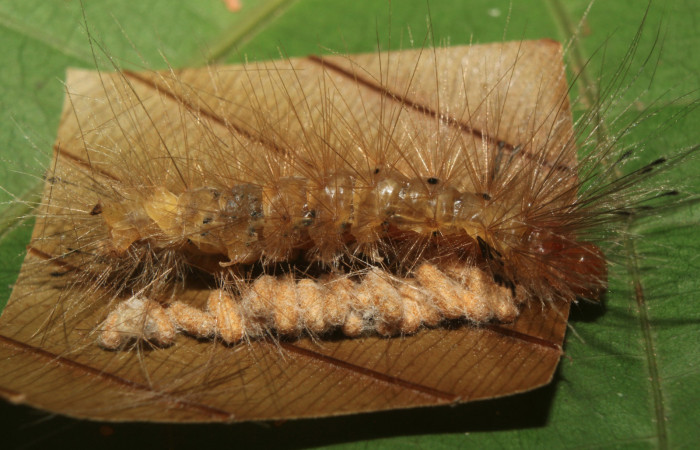 Figura 11. Larva <i>Napata  flaviceps</i> (Erebidae), mostrando capullos de parásito Braconidae, localidad Sendero Manguera, Sector Pitilla ACG  (470m). Voucher: 18-SRNP-70861-DHJ742141.jpg.