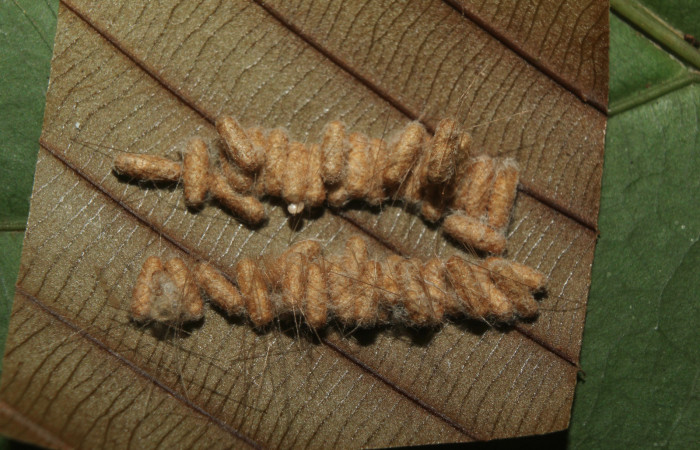 Figura 12. Larva <i>Napata  flaviceps</i> (Erebidae), mostrando capullos de parásito Braconidae, localidad Sendero Manguera, Sector Pitilla ACG (470m). Voucher: 18-SRNP-70861-DHJ742145.jpg.