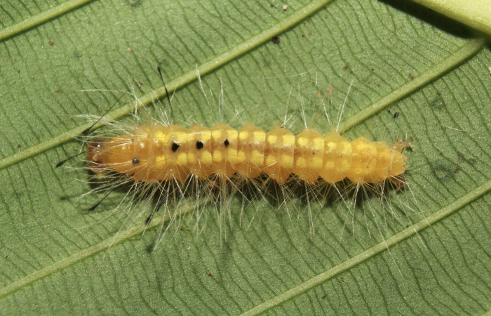Figura 3. Larva <i>Napata flaviceps</i> (Erebidae), en penúltimo estadío (PU), mostrando parte dorsal, localidad Sendero Manguera Sector Pitilla ACG (470m). Voucher: 18-SRNP-70862-DHJ742160.jpg.
