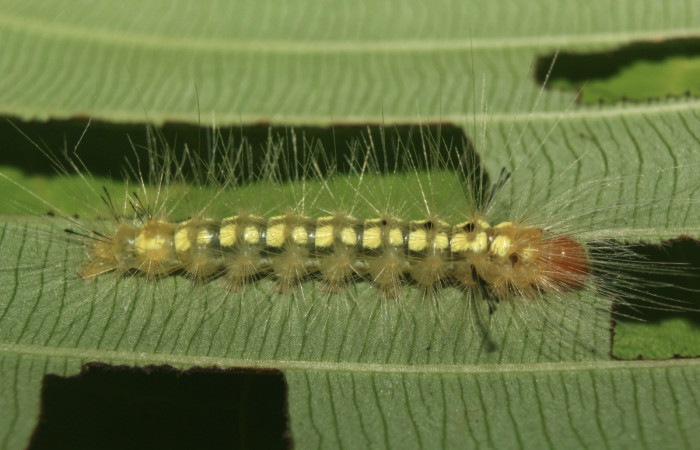 Figura 4. Larva <i>Napata flaviceps</i> (Erebidae), en último estadío (U), mostrando parte lareral, localidad Sendero Manguera, Sector Pitilla ACG (470m).Voucher: 18-SRNP-70862-DHJ742161.jpg
