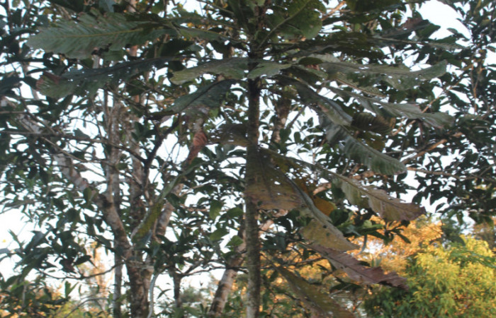 Figura 13. Planta hospedera de <i>Napata  flaviceps</i> (Erebidae), esta planta se llama <i>Cespedesia spathulata</i> (Ochnaceae, localidad Medrano, Estación Quica, Sector Pitilla ACG (380m). Foto; Ricardo Calero, 23 Abril 2019. 