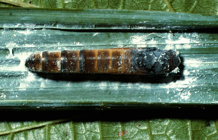 Fig. 16. Pupa de <i>Aide brino</i> (Hesperiidae) vista dorsal. Voucher: 02-SRNP-6632-DHJ65957.