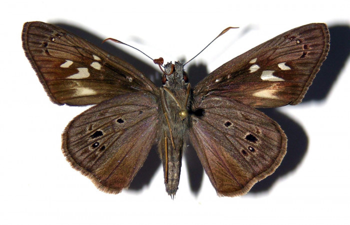Fig. 23. Hembra de <i>Carystus lota</i> (Hesperiidae) vista dorsal. Voucher: 05-SRNP-21280-DHJ99429.