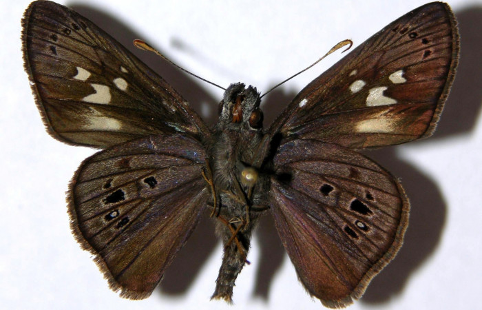 Fig. 21. Macho de <i>Carystus lota</i> (Hesperiidae) vista ventral. Voucher: 05-SRNP-42897-DHJ327453.