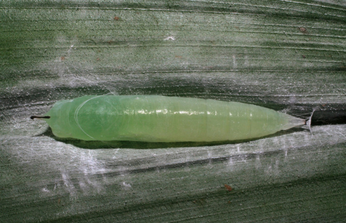 Fig. 17. Pupa de <i>Cobalus fidicula</i> (Hesperiidae) detalle cuerno en la cabeza. Voucher: 06-SRNP-40104-DHJ410050.