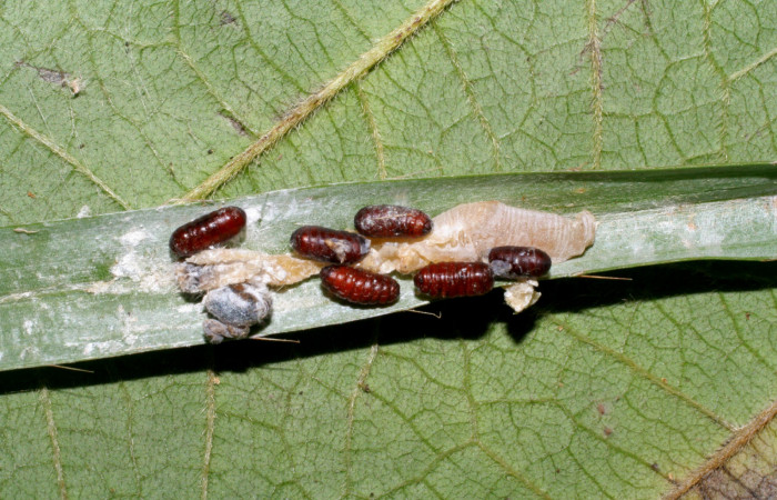 Fig. 18. Puparios <i>Sphaerina nigrifrons</i> (Tachinidae) en <i>Carystus lota</i> (Hesperiidae), . Voucher: 07-SRNP-57985-DHJ428584.