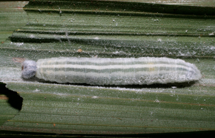 Fig. 09. Larva de <i>Cobalus fidicula</i> (Hesperiidae) planta hospedera <i>Bactris longiseta</i> (Arecaceae)  Voucher: 08-SRNP-66062-DHJ449854.