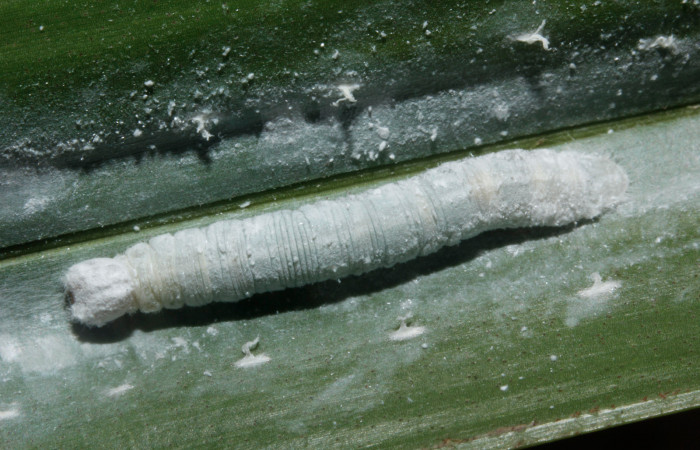 Fig. 7. Larva de <i>Vertica subrufescens</i> (Hesperiidae) planta hospedera <i>Cocus nucifera</i> (Arecaceae)  Voucher: 16-SRNP-27926-DHJ730925.