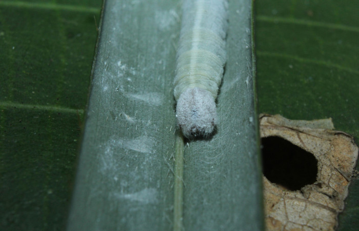 Fig. 3. Detalle cabeza de  <i>Carystus lota</i> (Hesperiidae) comiendo <i>Acrocomia aculeata</i> (Arecaceae) Voucher: 16-SRNP-70949-DHJ33037.