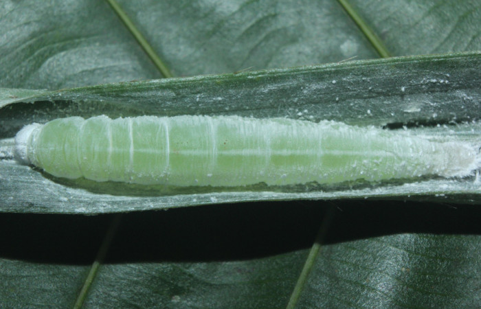 Fig. 13. Prepupa de <i>Carystus lota</i> (Hesperiidae) vista dorsal. Voucher: 16-SRNP-70949-DHJ733043.