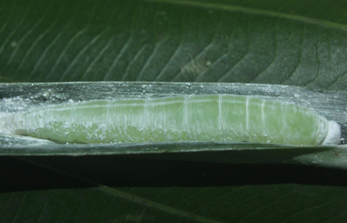 Fig. 12. Prepupa de <i>Carystus lota</i> (Hesperiidae) vista lateral. Voucher: 16-SRNP-70949-DHJ733048.