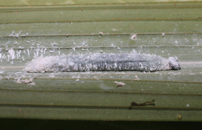 Fig. 4. Larva de <i>Aides brino</i> (Hesperiidae) Vista lateral . Voucher: 18-SRNP-80681-DHJ715418.