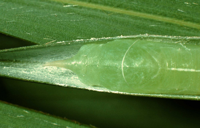 Fig. 15. Pupa de <i>Carystus lota </i>(Hesperiidae) detalle cabeza. Voucher: 95-SRNP-4688-DHJ23408.