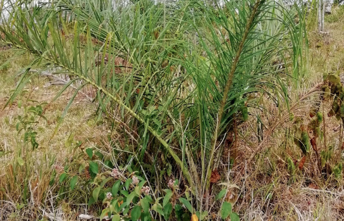 Fig. 11. A<i>crocomia aculeata </i>(Arecaceae) Planta hospedera de <i>Carystus lota</i> (Hesperiidae).