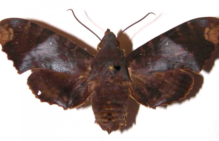 Figura 23. Adulto <i>Pachygonidia ribbei</i> (Sphingidae), hembra posición dorsal. 02- SRNP-7150-DHJ35800.