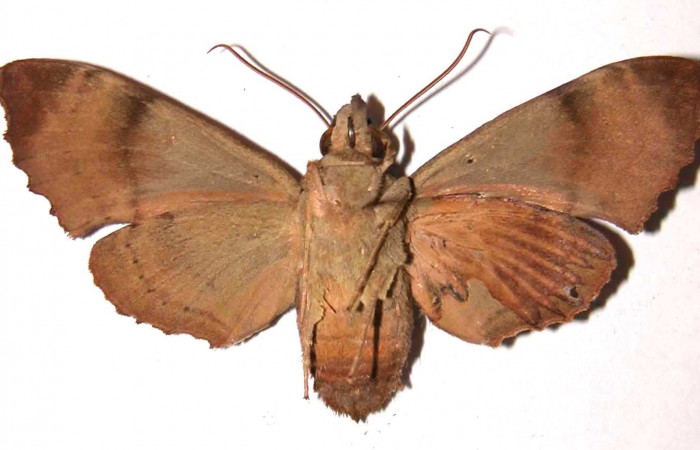 Figura 24. Adulto <i>Pachygonidia ribbei</i> (Sphingidae), hembra posición ventral. 02- SRNP-7150-DHJ35801.