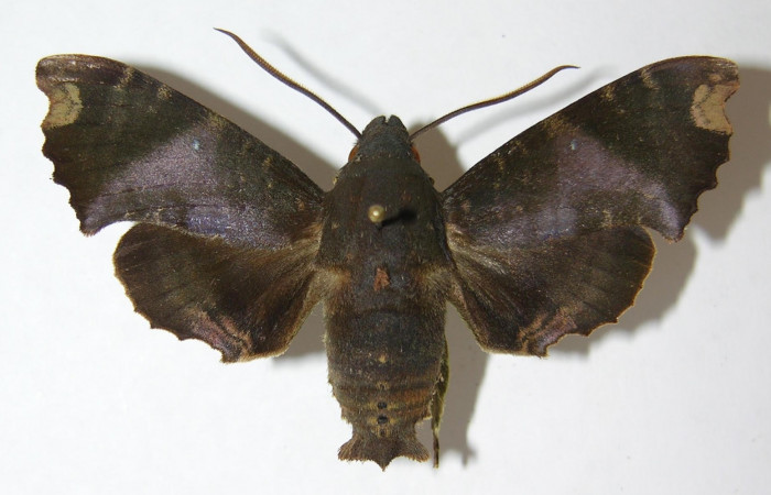 Figura 1. Adulto <i>Pachygonidia ribbei</i> (Sphingidae), macho posición dorsal. 09- SRNP-36092-DHJ513744.