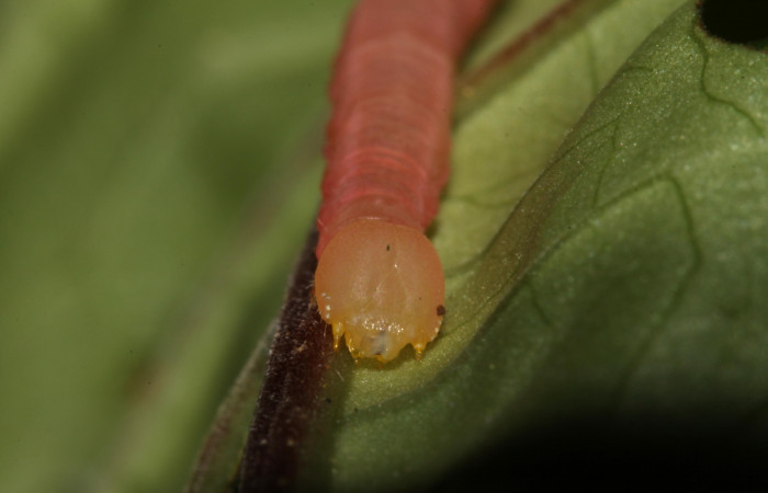 Figura 9. Larva <i>Pachygonidia ribbei</i> (Sphingidae), posición cabeza en la hoja de la planta <i>Hoffmannia longipetiolata</i> (Rubiaceae). 13-SRNP-31616-DHJ701957.jpg