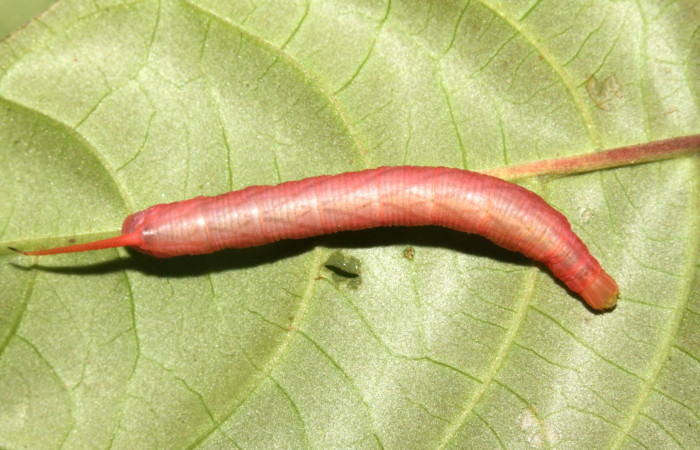 Figura 10. Larva <i>Pachygonidia ribbei</i> (Sphingidae), posición dorsal en el nervio central de la hoja de la planta <i>Hoffmannia longipetiolata</i> (Rubiaceae). 13- SRNP-31616-DHJ701967.jpg.
