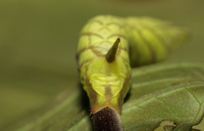 Figura 12. Larva <i>Pachygonidia ribbei</i> (Sphingidae), posición cola en la hoja de la planta <i>Hoffmannia longipetiolata</i> (Rubiaceae). 13-SRNP-31616-DHJ720027.jpg.