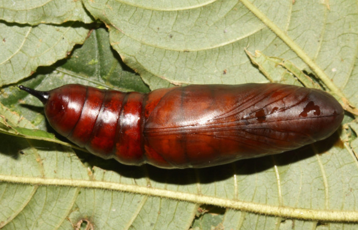 Figura 22. Pupa de <i>Pachygonidia ribbei</i> (Sphingidae), posición pupa ya formada, en la hoja de la planta <i>Hoffmannia longipetiolata</i> (Rubiaceae). 13-SRNP-31616- DHJ720179.jpg.