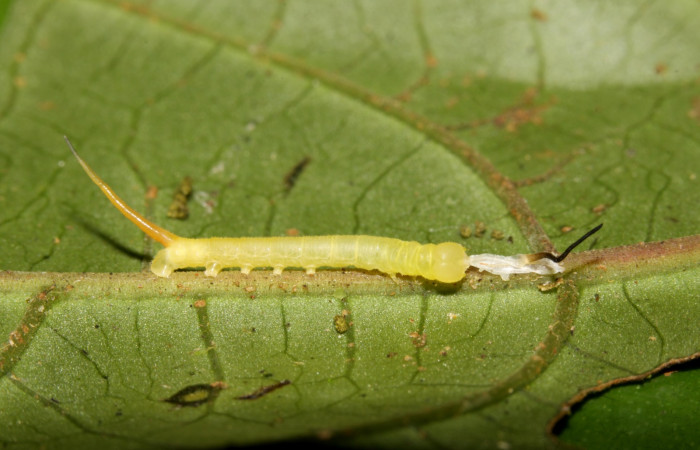 Figura 6. Larva <i>Pachygonidia ribbei</i> (Sphingidae), posición lateral en la hoja de la planta <i>Hoffmannia longipetiolata</i> (Rubiaceae). 13-SRNP-31629-DHJ701976.jpg.