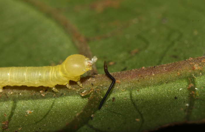 Figura 7. Larva <i>Pachygonidia ribbei</i> (Sphingidae), posición cabeza junto a resto de la colita de la muda, en la hoja de la planta <i>Hoffmannia longipetiolata </i>(Rubiaceae). 13-SRNP-31629-DHJ701978.jpg.