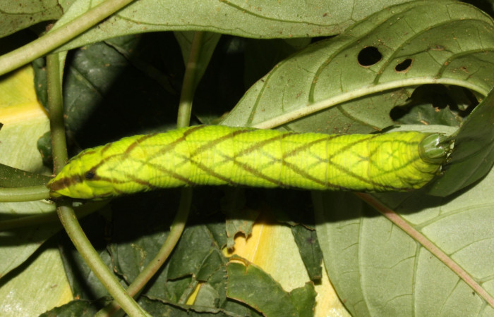 Figura 15. Larva <i>Pachygonidia ribbei</i> (Sphingidae), posición dorsal en la hoja de la planta <i>Hoffmannia longipetiolata</i> (Rubiaceae). 13-SRNP-31629-DHJ720186.jpg.