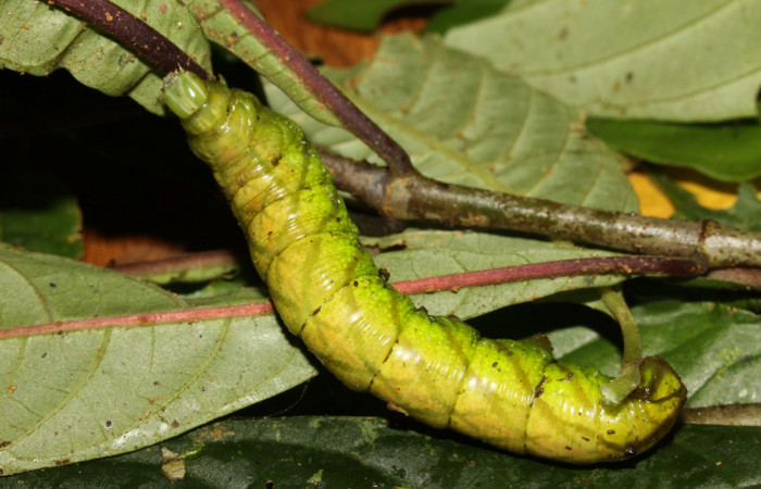 Figura 19. Prepupa de <i>Pachygonidia ribbei</i> (Sphingidae), posición lateral en la hoja de la planta <i>Hoffmannia longipetiolata</i> (Rubiaceae). 13-SRNP-31647-DHJ720188.jpg.
