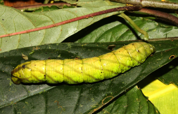 Figura 20. Prepupa de <i>Pachygonidia ribbei</i> (Sphingidae), posición dorsal en la hoja de la planta <i>Hoffmannia longipetiolata</i> (Rubiaceae). 13-SRNP-31647-DHJ720190.jpg.