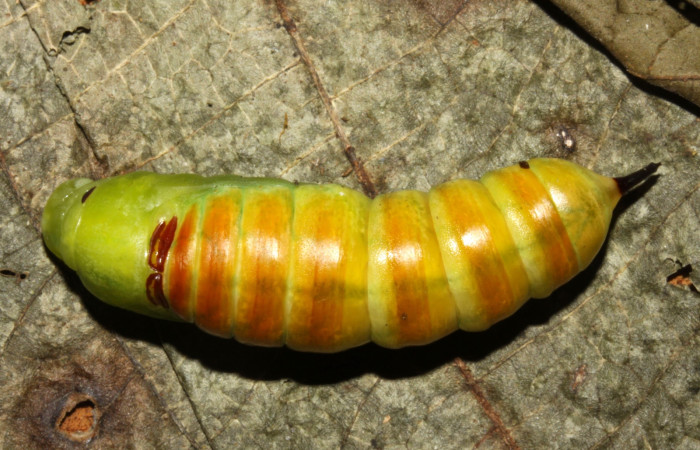 Figura 21. Pupa de <i>Pachygonidia ribbei</i> (Sphingidae), posición pupa apenas formándose, todabía se notan los segmentos de la larva en prepupa en la hoja de la planta <i>Hoffmannia longipetiolata</i> (Rubiaceae). 13-SRNP-31680-DHJ720261.jpg.