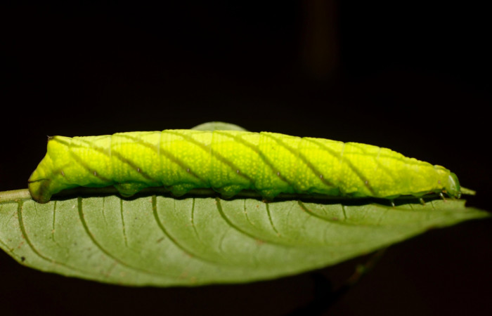 Figura 16. Larva <i>Pachygonidia ribbei</i> (Sphingidae), posición lateral en la hoja de la planta <i>Hoffmannia longipetiolata</i> (Rubiaceae). 14-SRNP-30116-DHJ802082.jpg.