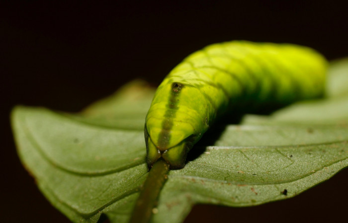 Figura 17. Larva <i>Pachygonidia ribbei</i> (Sphingidae), posición cola en la hoja de la planta <i>Hoffmannia longipetiolata</i> (Rubiaceae). 14-SRNP-30116-DHJ802090.JPG.
