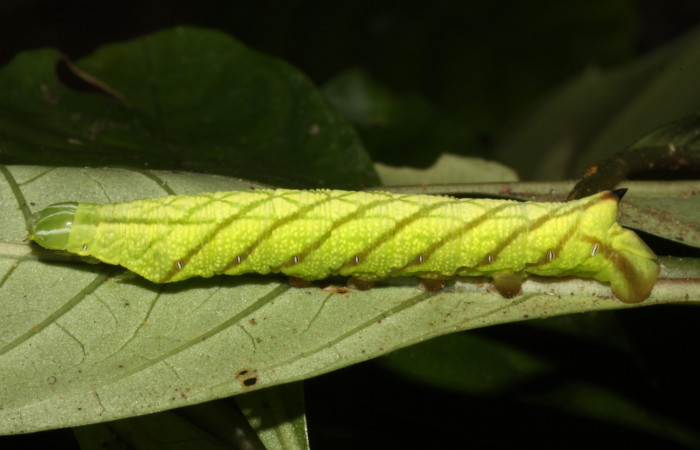 Figura 13. Larva <i>Pachygonidia ribbei</i> (Sphingidae), posición lateral en la hoja de la planta <i>Hoffmannia longipetiolata</i> (Rubiaceae). 14-SRNP-30121-DHJ720432.jpg.