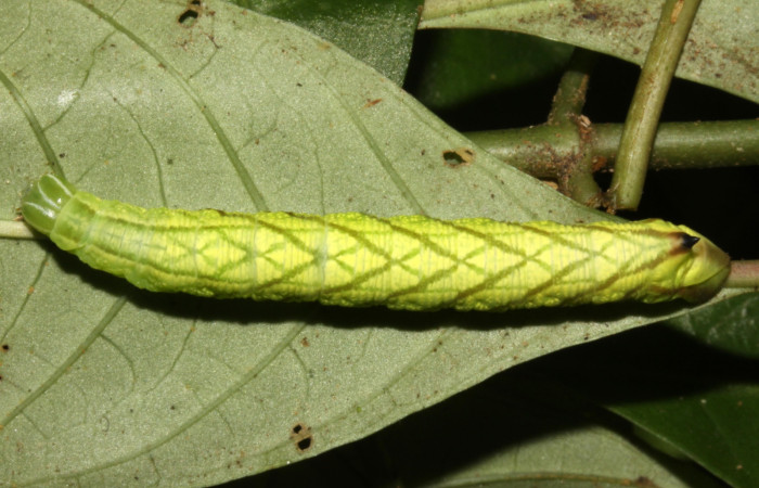 Figura 14. Larva <i>Pachygonidia ribbei</i> (Sphingidae), posición dorsal en la hoja de la planta <i>Hoffmannia longipetiolata</i> (Rubiaceae). 14-SRNP-30121-DHJ720433.jpg.