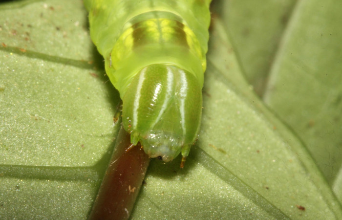 Figura 18. Larva <i>Pachygonidia ribbei</i> (Sphingidae), posición cabeza en la hoja de la planta <i>Hoffmannia longipetiolata</i> (Rubiaceae). 14-SRNP-30123-DHJ720437.jpg.