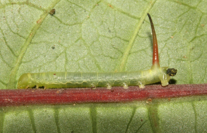 Figura 4. Larva <i>Pachygonidia ribbei</i> (Sphingidae), posición lateral en la hoja de la planta <i>Hoffmannia longipetiolata</i> (Rubiaceae). 14-SRNP-30126-DHJ720440.jpg.