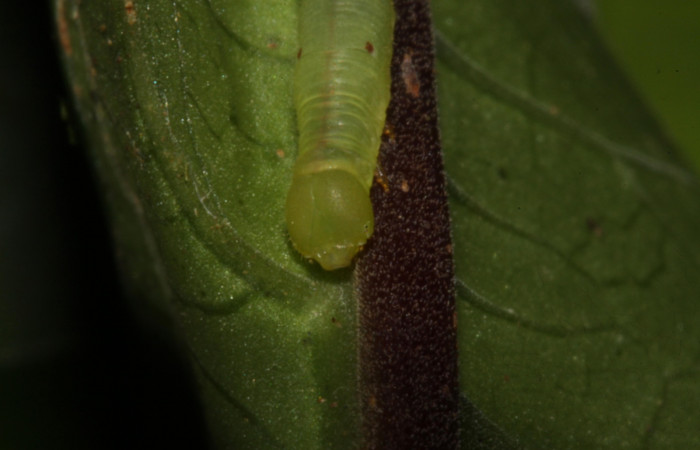 Figura 5. Larva <i>Pachygonidia ribbe</i>i (Sphingidae), posición cabeza en la hoja de la planta <i>Hoffmannia longipetiolata</i> (Rubiaceae). 14-SRNP-30126-DHJ720442.jpg.