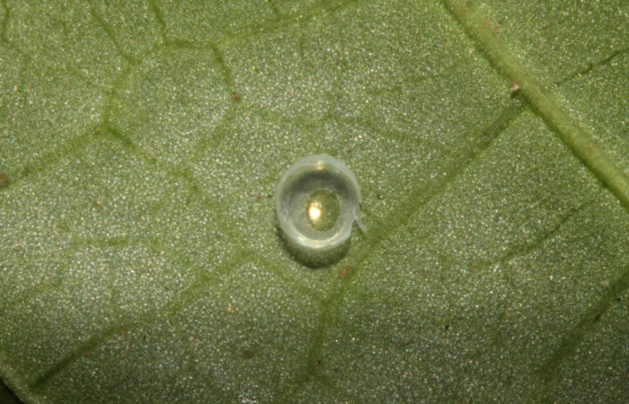 Figura 3. Huevo de <i>Pachygonidia ribbei</i> (Sphingidae), posición cáscara del huevo de donde salió la larvita, en la hoja de la planta <i>Hoffmannia longipetiolata</i> (Rubiaceae). 14-SRNP-30126-DHJ720443.jpg.