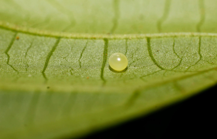 Figura 2. Huevo de <i>Pachygonidia ribbei</i> (Sphingidae), en la hoja de la planta <i>Hoffmannia longipetiolata</i> (Rubiaceae). 14-SRNP-30126-DHJ802126.jpg.