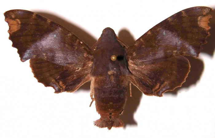 Figura 25. Adulto <i>Pachygonidia ribbei</i> (Sphingidae), macho posición dorsal. 97- SRNP-9634-DHJ35802.