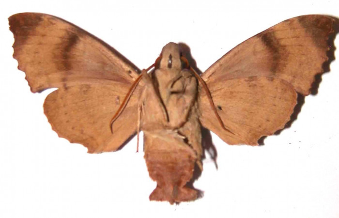 Figura 26. Adulto <i>Pachygonidia ribbei</i> (Sphingidae), macho posición ventral. 97- SRNP-9634-DHJ35803.