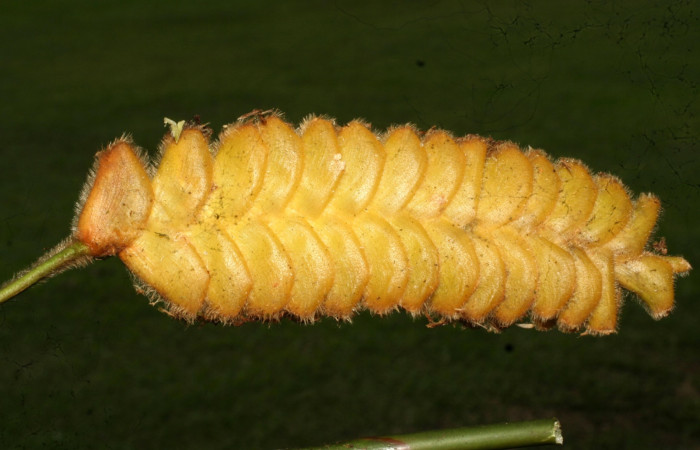 Fig.11 Flores de planta hospedera Calathea lasiostachya de larva <i>Eurybia lycisca</i> Sendero Memos. Voucher 11-SRNP-32684- DHJ484280.jpg
