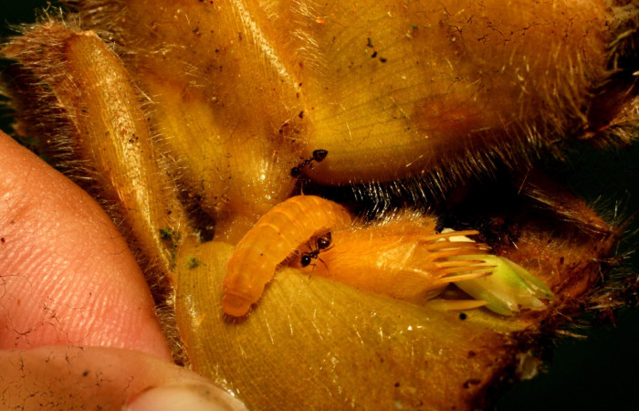 Fig. 10 .Larva <i>Eurybia</i> lycisca, último estadio, Sendero Memos. Voucher 11-SRNP-32684- DHJ484283.jpg.