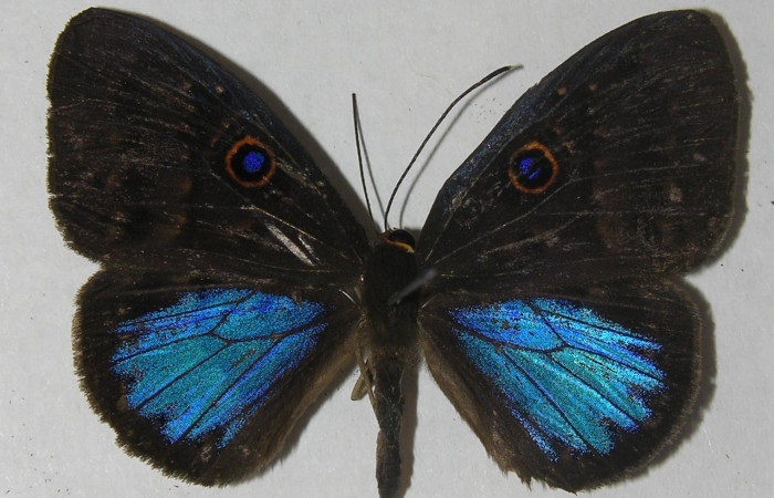 Fig. 1. Adulto <i>Eurybia lycisca</i> familia Riodinidae, vista dorsal. tamaño 39mm. Voucher 11- SRNP-32836-DHJ555668.